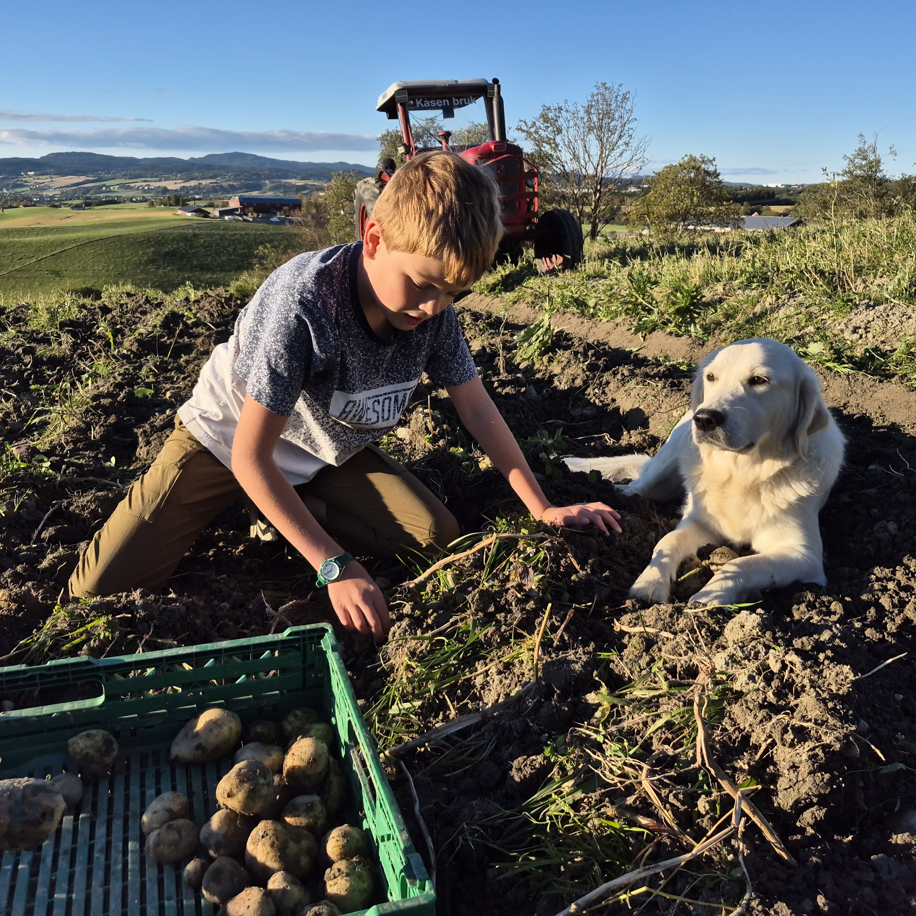 Barn med poteter på gården