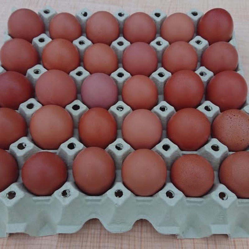 Egg