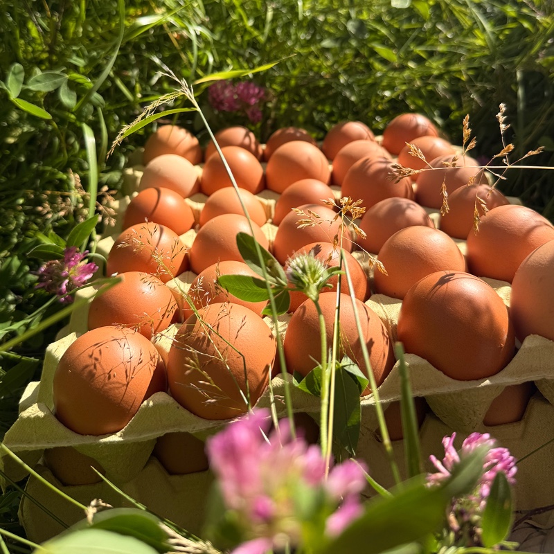 Egg fra beitehøns - brett á 30 stk