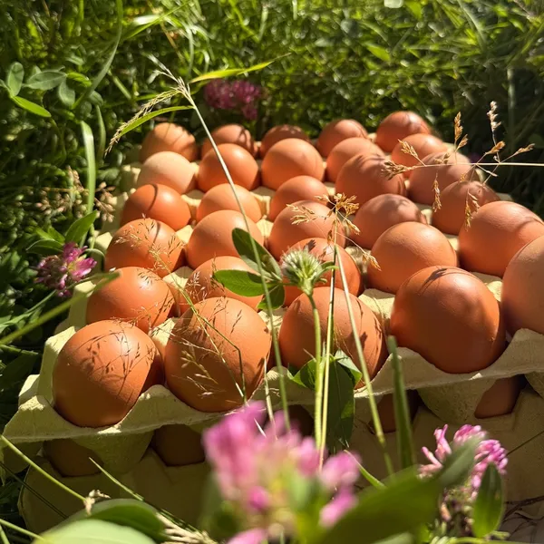 Egg fra beitehøns - brett á 30 stk