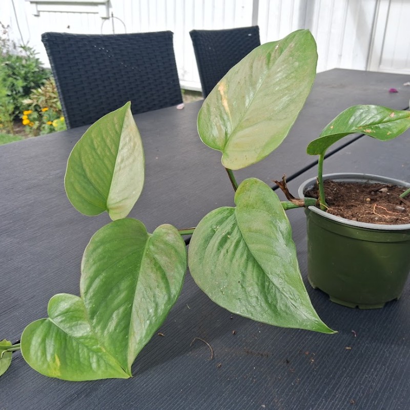 Stiklingsformerte småplanter: Gullranke - Epipremnum pinnatum
