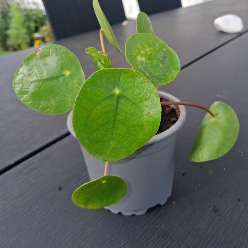 Stiklingsformerte småplanter: Kinesisk pengeplante - Pilea peperomiodes