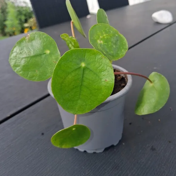 Stiklingsformerte småplanter: Kinesisk pengeplante - Pilea peperomiodes