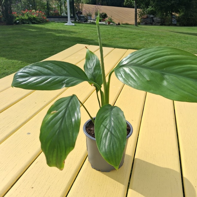 Stiklingsformerte småplanter: Fredslilje - Spathiphyllum floribundum