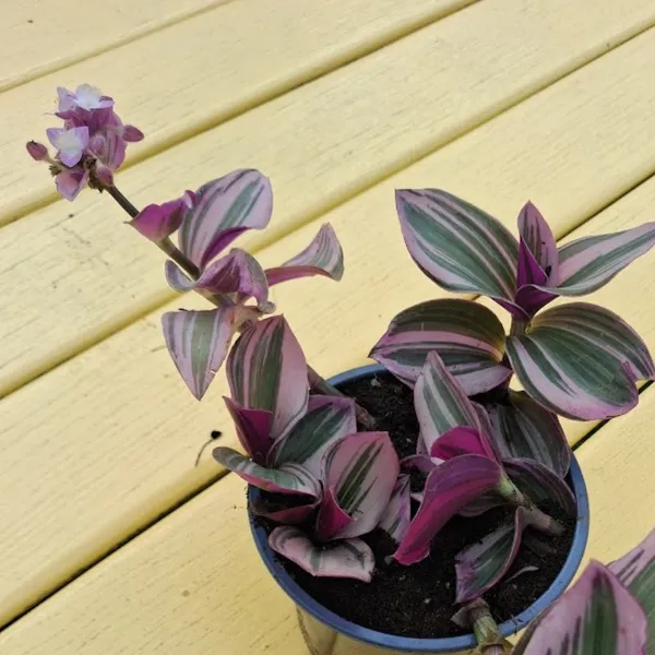 Stiklingsformerte småplanter: Husvandrer - Tradescantia fluminensis